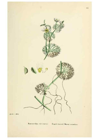 Reproducción/Reproduction 48717308197: English botany, or, Coloured figures of British plants /. London :R. Hardwicke,1863-1886.. 