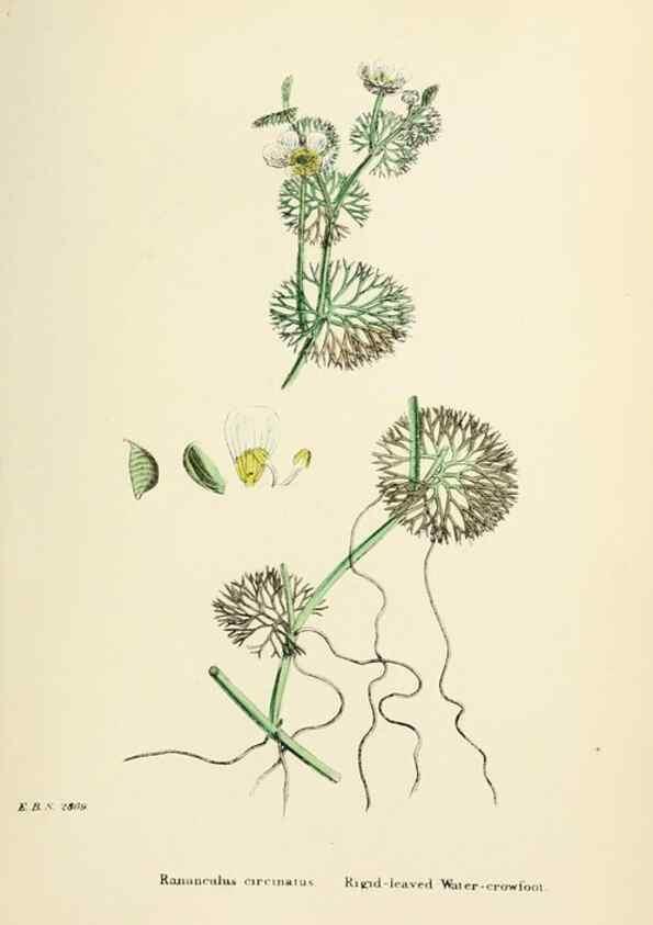Reproducción/Reproduction 48717308197: English botany, or, Coloured figures of British plants /. London :R. Hardwicke,1863-1886.. 