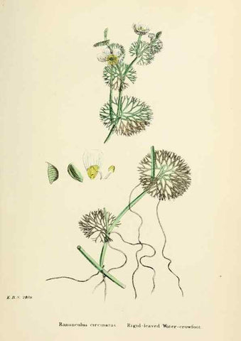 Reproducción/Reproduction 48717308197: English botany, or, Coloured figures of British plants /. London :R. Hardwicke,1863-1886.. 
