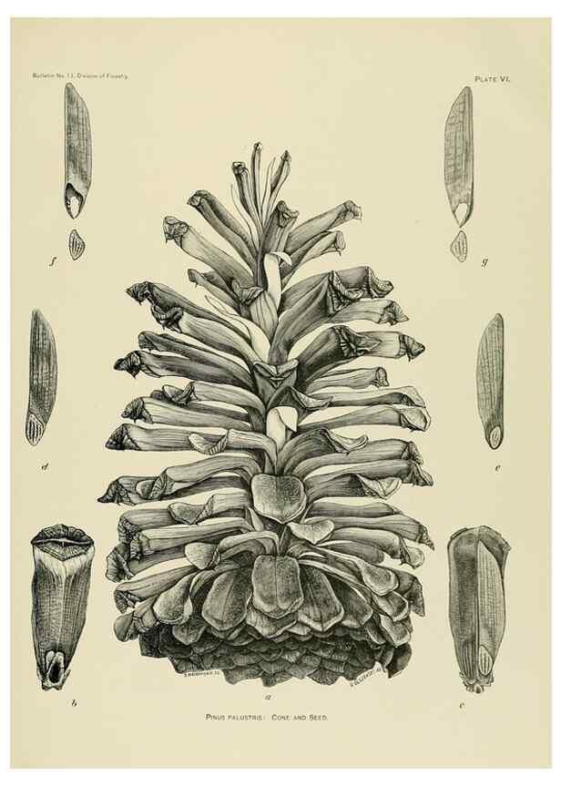 Reproducción/Reproduction 48716290988: The timber pines of the southern United States,. Washington,Govt. Print. Off.,1896.. 