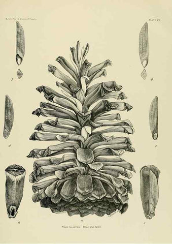 Reproducción/Reproduction 48716290988: The timber pines of the southern United States,. Washington,Govt. Print. Off.,1896.. 