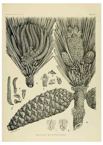 Reproducción/Reproduction 48716794057: The timber pines of the southern United States,. Washington,Govt. Print. Off.,1896.. 