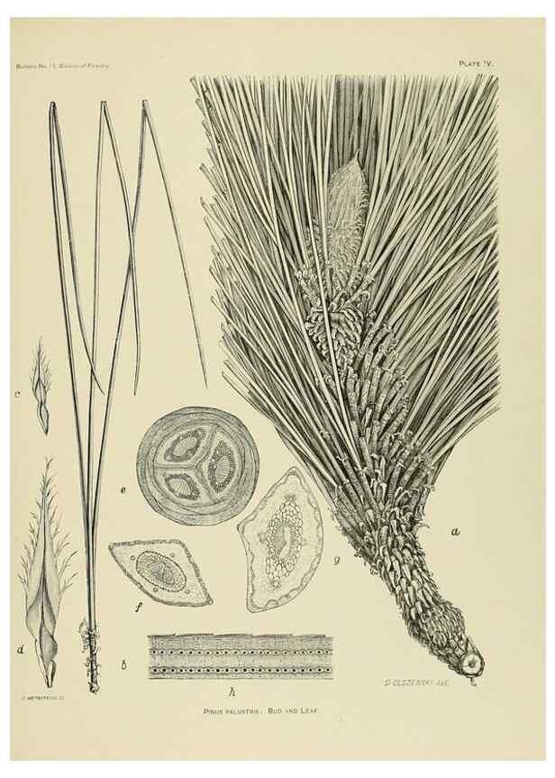 Reproducción/Reproduction 48716290408: The timber pines of the southern United States,. Washington,Govt. Print. Off.,1896.. 