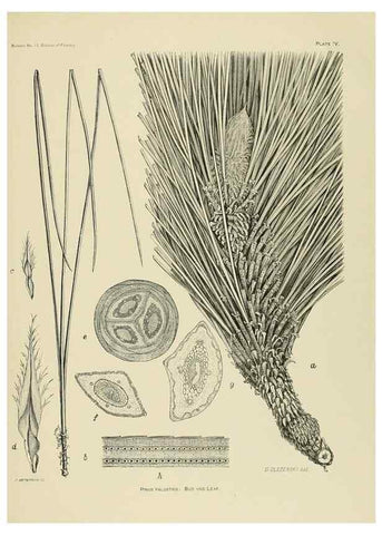 Reproducción/Reproduction 48716290408: The timber pines of the southern United States,. Washington,Govt. Print. Off.,1896.. 