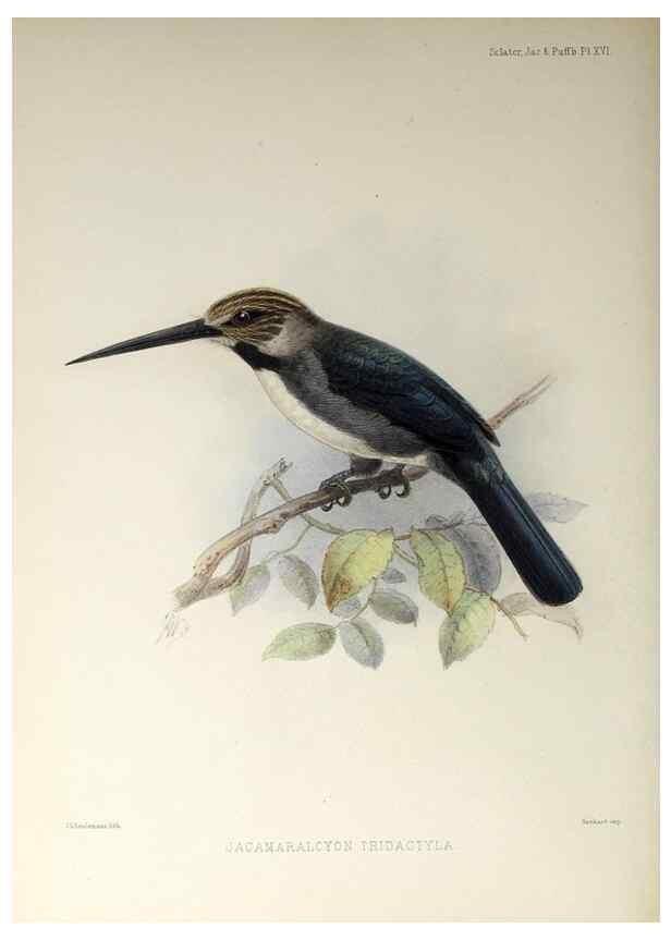 Reproducción/Reproduction 48706477643: A monograph of the jacamars and puff-birds, or families Galbulidæ and Bucconidæ.. London,Published for the author by R.H. Porter [etc.,1882]. 