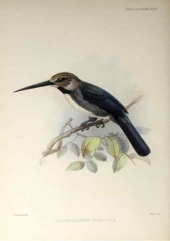 Reproducción/Reproduction 48706477643: A monograph of the jacamars and puff-birds, or families Galbulidæ and Bucconidæ.. London,Published for the author by R.H. Porter [etc.,1882]. 