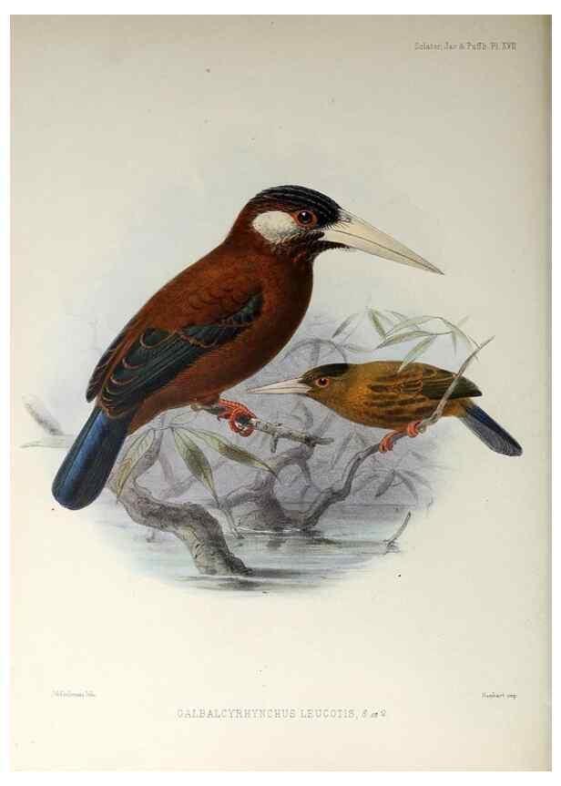 Reproducción/Reproduction 48706978297: A monograph of the jacamars and puff-birds, or families Galbulidæ and Bucconidæ.. London,Published for the author by R.H. Porter [etc.,1882]. 