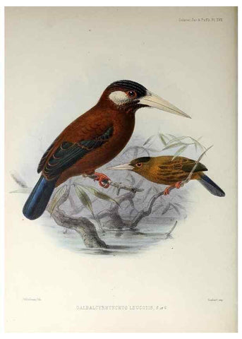 Reproducción/Reproduction 48706978297: A monograph of the jacamars and puff-birds, or families Galbulidæ and Bucconidæ.. London,Published for the author by R.H. Porter [etc.,1882]. 