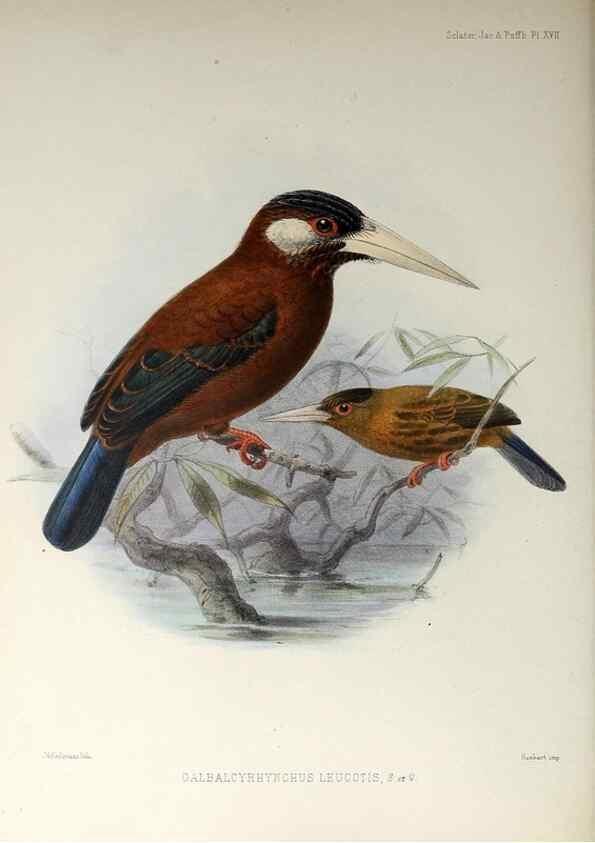 Reproducción/Reproduction 48706978297: A monograph of the jacamars and puff-birds, or families Galbulidæ and Bucconidæ.. London,Published for the author by R.H. Porter [etc.,1882]. 