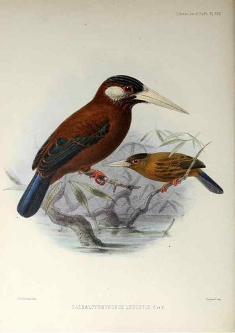 Reproducción/Reproduction 48706978297: A monograph of the jacamars and puff-birds, or families Galbulidæ and Bucconidæ.. London,Published for the author by R.H. Porter [etc.,1882]. 