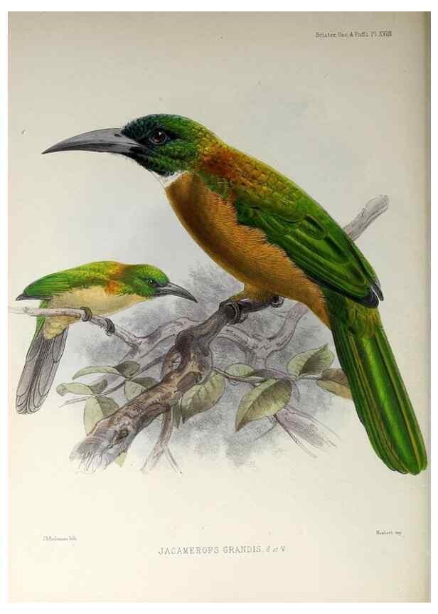 Reproducción/Reproduction 48706811996: A monograph of the jacamars and puff-birds, or families Galbulidæ and Bucconidæ.. London,Published for the author by R.H. Porter [etc.,1882]. 