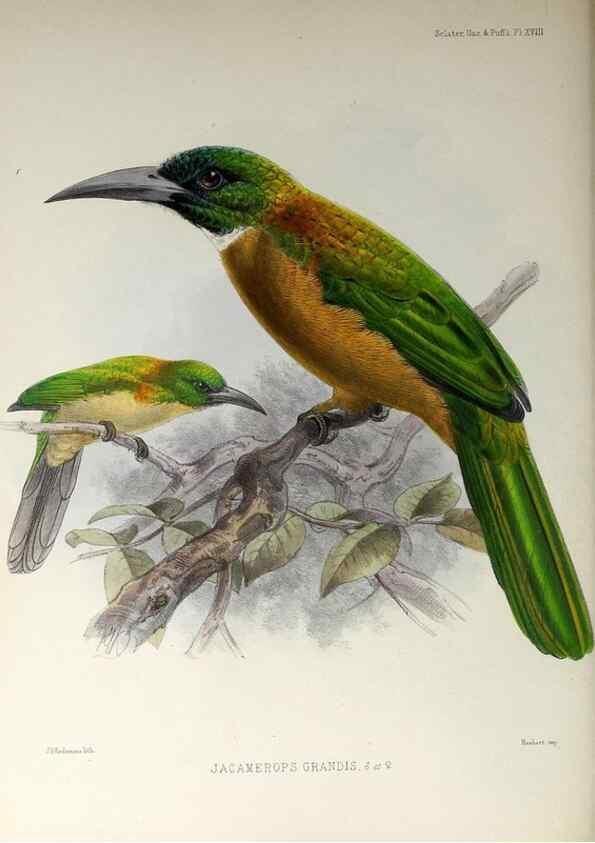 Reproducción/Reproduction 48706811996: A monograph of the jacamars and puff-birds, or families Galbulidæ and Bucconidæ.. London,Published for the author by R.H. Porter [etc.,1882]. 