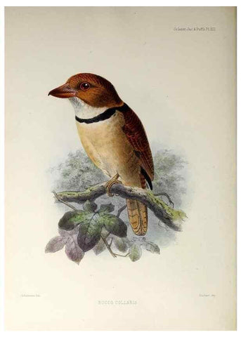Reproducción/Reproduction 48706812286: A monograph of the jacamars and puff-birds, or families Galbulidæ and Bucconidæ.. London,Published for the author by R.H. Porter [etc.,1882]. 