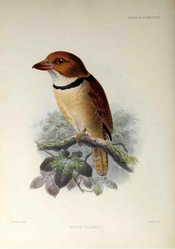 Reproducción/Reproduction 48706812286: A monograph of the jacamars and puff-birds, or families Galbulidæ and Bucconidæ.. London,Published for the author by R.H. Porter [etc.,1882]. 
