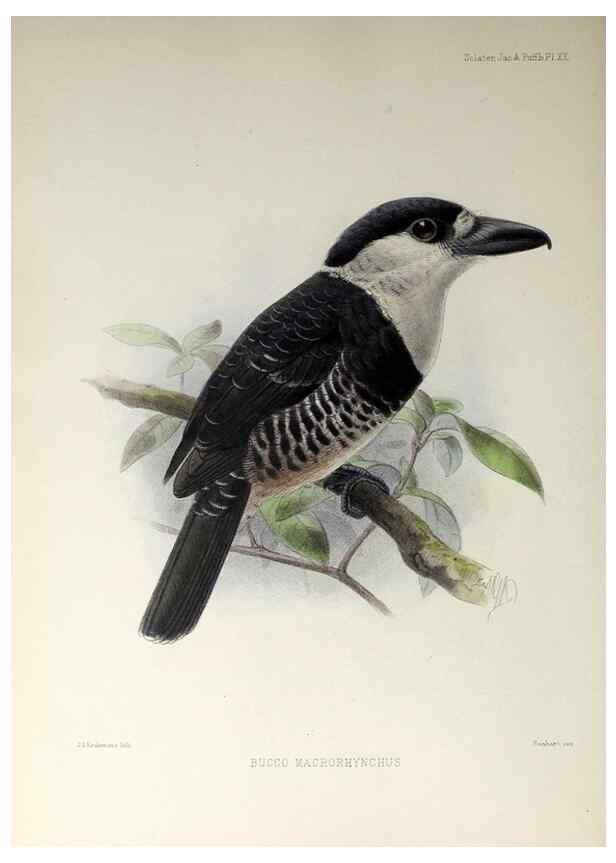 Reproducción/Reproduction 48706979252: A monograph of the jacamars and puff-birds, or families Galbulidæ and Bucconidæ.. London,Published for the author by R.H. Porter [etc.,1882]. 