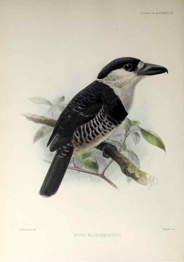 Reproducción/Reproduction 48706979252: A monograph of the jacamars and puff-birds, or families Galbulidæ and Bucconidæ.. London,Published for the author by R.H. Porter [etc.,1882]. 