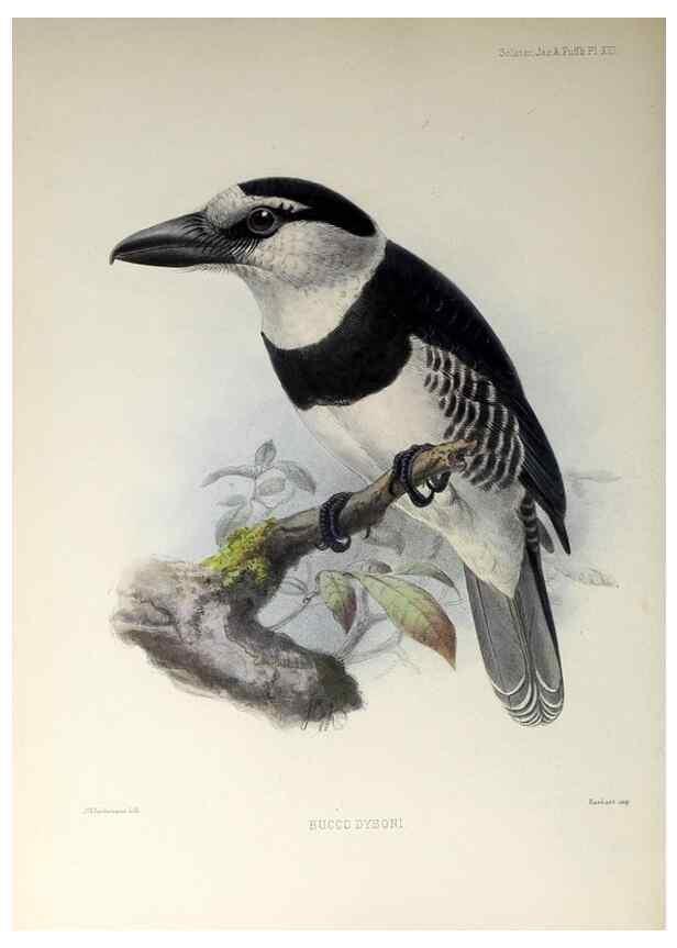 Reproducción/Reproduction 48706979587: A monograph of the jacamars and puff-birds, or families Galbulidæ and Bucconidæ.. London,Published for the author by R.H. Porter [etc.,1882]. 