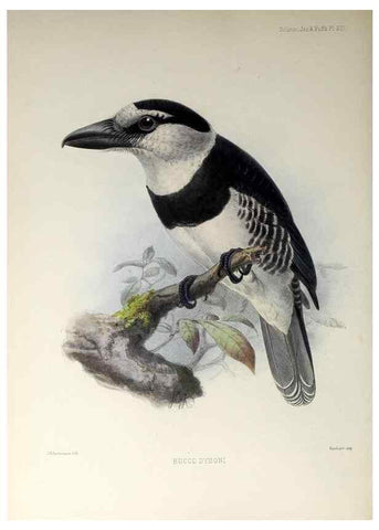 Reproducción/Reproduction 48706979587: A monograph of the jacamars and puff-birds, or families Galbulidæ and Bucconidæ.. London,Published for the author by R.H. Porter [etc.,1882]. 