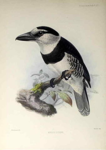 Reproducción/Reproduction 48706979587: A monograph of the jacamars and puff-birds, or families Galbulidæ and Bucconidæ.. London,Published for the author by R.H. Porter [etc.,1882]. 