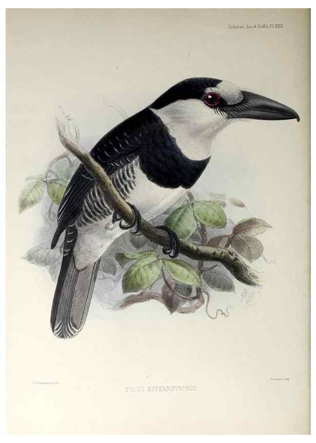 Reproducción/Reproduction 48706979922: A monograph of the jacamars and puff-birds, or families Galbulidæ and Bucconidæ.. London,Published for the author by R.H. Porter [etc.,1882]. 