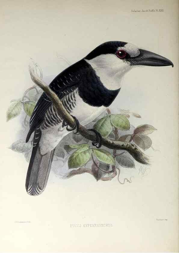 Reproducción/Reproduction 48706979922: A monograph of the jacamars and puff-birds, or families Galbulidæ and Bucconidæ.. London,Published for the author by R.H. Porter [etc.,1882]. 