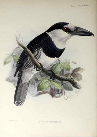 Reproducción/Reproduction 48706979922: A monograph of the jacamars and puff-birds, or families Galbulidæ and Bucconidæ.. London,Published for the author by R.H. Porter [etc.,1882]. 
