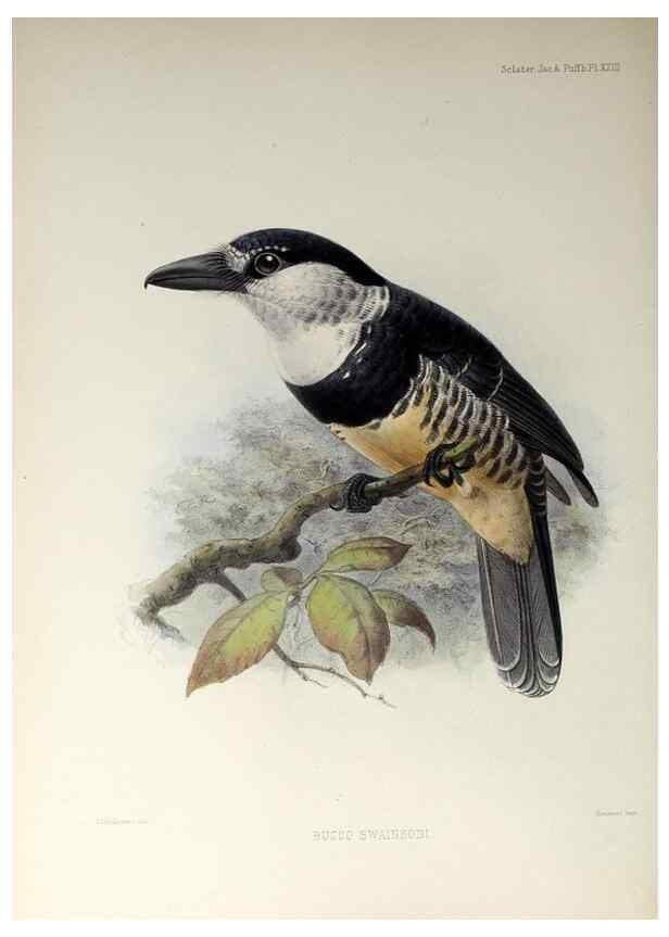 Reproducción/Reproduction 48706980252: A monograph of the jacamars and puff-birds, or families Galbulidæ and Bucconidæ.. London,Published for the author by R.H. Porter [etc.,1882]. 