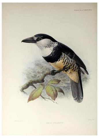 Reproducción/Reproduction 48706980252: A monograph of the jacamars and puff-birds, or families Galbulidæ and Bucconidæ.. London,Published for the author by R.H. Porter [etc.,1882]. 