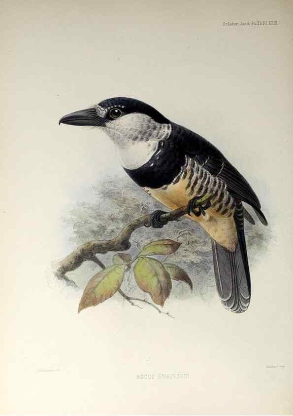 Reproducción/Reproduction 48706980252: A monograph of the jacamars and puff-birds, or families Galbulidæ and Bucconidæ.. London,Published for the author by R.H. Porter [etc.,1882]. 