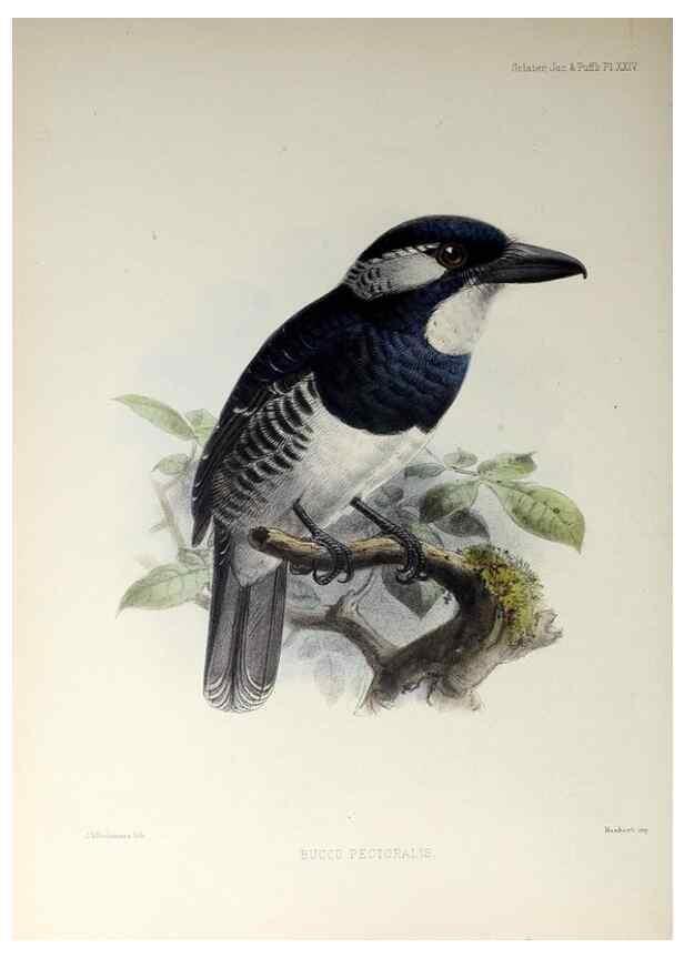 Reproducción/Reproduction 48706480438: A monograph of the jacamars and puff-birds, or families Galbulidæ and Bucconidæ.. London,Published for the author by R.H. Porter [etc.,1882]. 