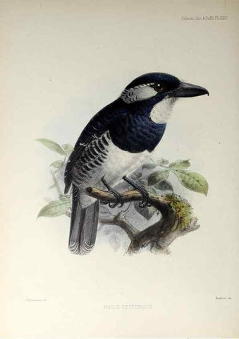 Reproducción/Reproduction 48706480438: A monograph of the jacamars and puff-birds, or families Galbulidæ and Bucconidæ.. London,Published for the author by R.H. Porter [etc.,1882]. 