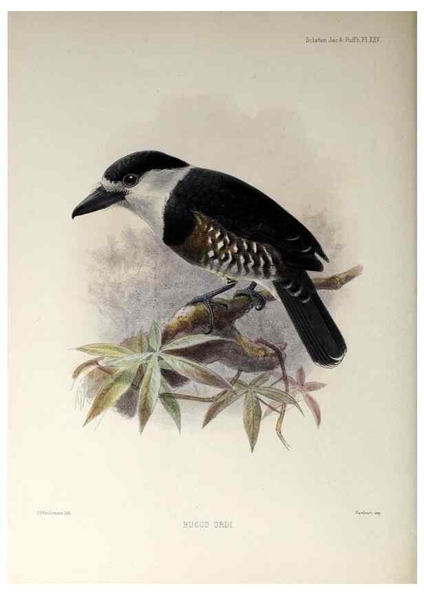 Reproducción/Reproduction 48706981072: A monograph of the jacamars and puff-birds, or families Galbulidæ and Bucconidæ.. London,Published for the author by R.H. Porter [etc.,1882]. 