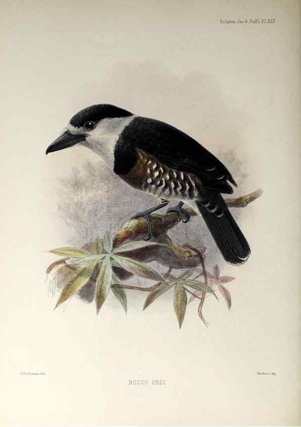 Reproducción/Reproduction 48706981072: A monograph of the jacamars and puff-birds, or families Galbulidæ and Bucconidæ.. London,Published for the author by R.H. Porter [etc.,1882]. 