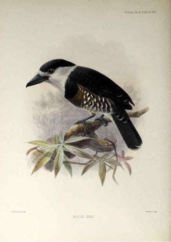 Reproducción/Reproduction 48706981072: A monograph of the jacamars and puff-birds, or families Galbulidæ and Bucconidæ.. London,Published for the author by R.H. Porter [etc.,1882]. 