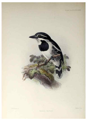 Reproducción/Reproduction 48706982002: A monograph of the jacamars and puff-birds, or families Galbulidæ and Bucconidæ.. London,Published for the author by R.H. Porter [etc.,1882]. 