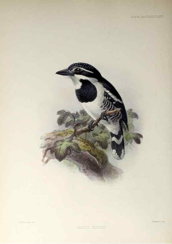 Reproducción/Reproduction 48706982002: A monograph of the jacamars and puff-birds, or families Galbulidæ and Bucconidæ.. London,Published for the author by R.H. Porter [etc.,1882]. 