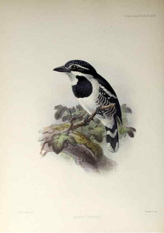 Reproducción/Reproduction 48706982002: A monograph of the jacamars and puff-birds, or families Galbulidæ and Bucconidæ.. London,Published for the author by R.H. Porter [etc.,1882]. 