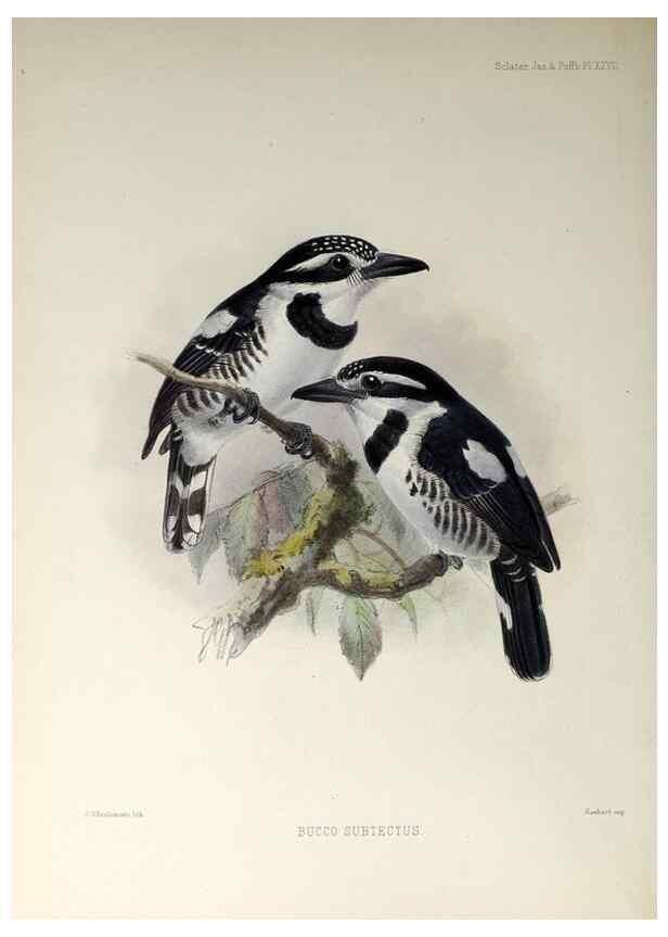 Reproducción/Reproduction 48706481773: A monograph of the jacamars and puff-birds, or families Galbulidæ and Bucconidæ.. London,Published for the author by R.H. Porter [etc.,1882]. 