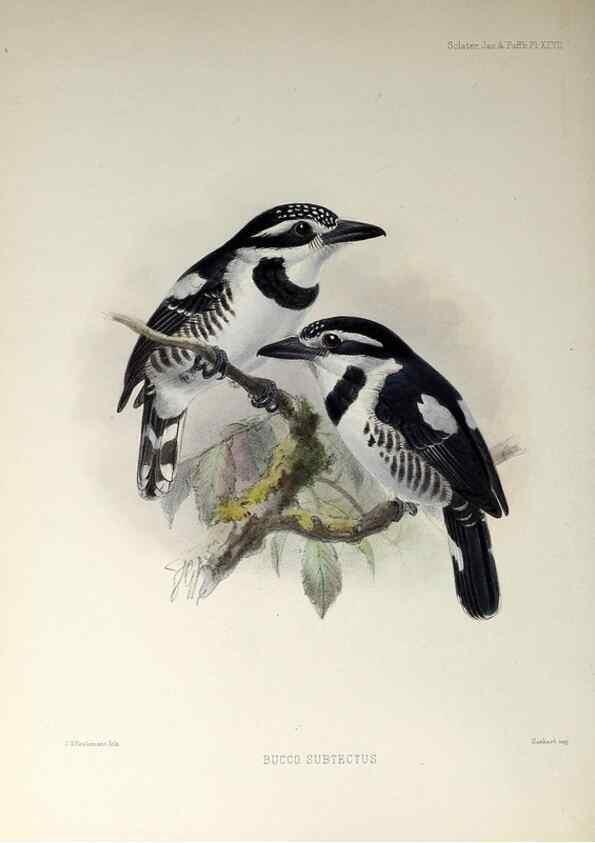 Reproducción/Reproduction 48706481773: A monograph of the jacamars and puff-birds, or families Galbulidæ and Bucconidæ.. London,Published for the author by R.H. Porter [etc.,1882]. 