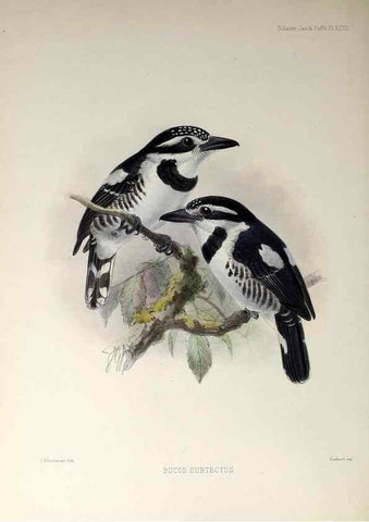 Reproducción/Reproduction 48706481773: A monograph of the jacamars and puff-birds, or families Galbulidæ and Bucconidæ.. London,Published for the author by R.H. Porter [etc.,1882]. 