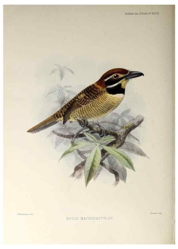 Reproducción/Reproduction 48706816101: A monograph of the jacamars and puff-birds, or families Galbulidæ and Bucconidæ.. London,Published for the author by R.H. Porter [etc.,1882]. 