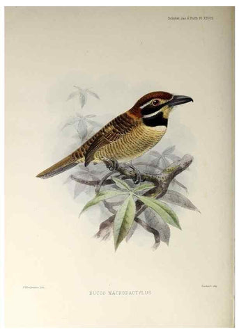 Reproducción/Reproduction 48706816101: A monograph of the jacamars and puff-birds, or families Galbulidæ and Bucconidæ.. London,Published for the author by R.H. Porter [etc.,1882]. 