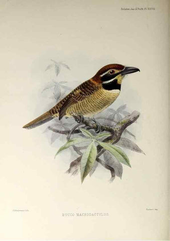 Reproducción/Reproduction 48706816101: A monograph of the jacamars and puff-birds, or families Galbulidæ and Bucconidæ.. London,Published for the author by R.H. Porter [etc.,1882]. 