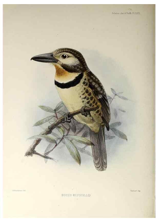 Reproducción/Reproduction 48706817041: A monograph of the jacamars and puff-birds, or families Galbulidæ and Bucconidæ.. London,Published for the author by R.H. Porter [etc.,1882]. 