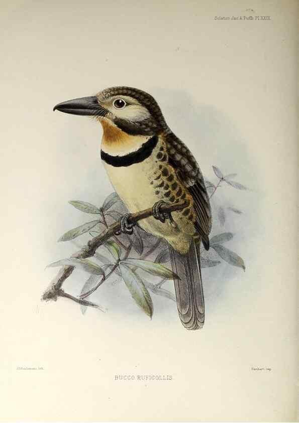 Reproducción/Reproduction 48706817041: A monograph of the jacamars and puff-birds, or families Galbulidæ and Bucconidæ.. London,Published for the author by R.H. Porter [etc.,1882]. 