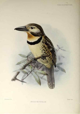 Reproducción/Reproduction 48706817041: A monograph of the jacamars and puff-birds, or families Galbulidæ and Bucconidæ.. London,Published for the author by R.H. Porter [etc.,1882]. 