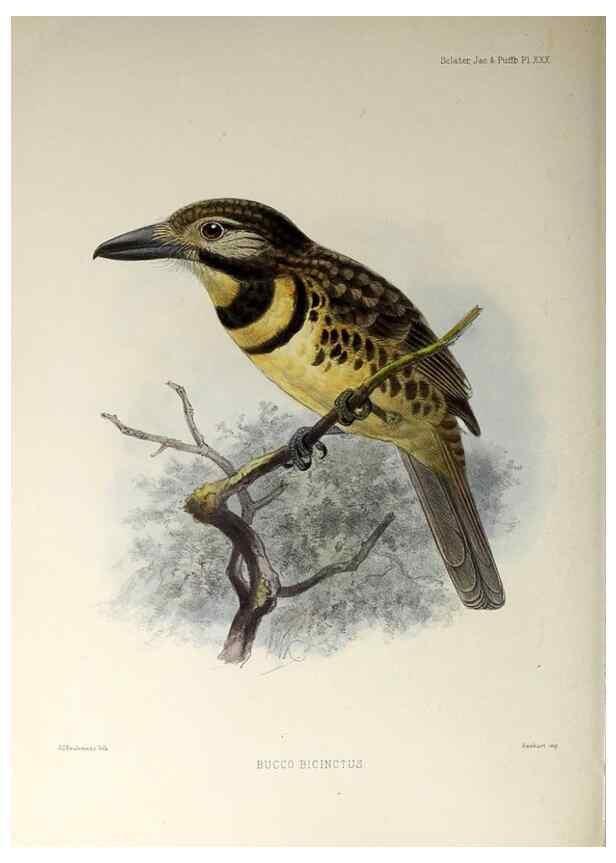 Reproducción/Reproduction 48706817336: A monograph of the jacamars and puff-birds, or families Galbulidæ and Bucconidæ.. London,Published for the author by R.H. Porter [etc.,1882]. 