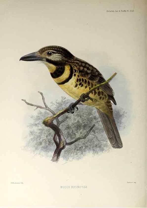 Reproducción/Reproduction 48706817336: A monograph of the jacamars and puff-birds, or families Galbulidæ and Bucconidæ.. London,Published for the author by R.H. Porter [etc.,1882]. 