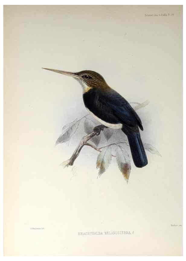 Reproducción/Reproduction 48706477288: A monograph of the jacamars and puff-birds, or families Galbulidæ and Bucconidæ.. London,Published for the author by R.H. Porter [etc.,1882]. 