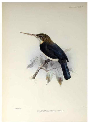 Reproducción/Reproduction 48706477288: A monograph of the jacamars and puff-birds, or families Galbulidæ and Bucconidæ.. London,Published for the author by R.H. Porter [etc.,1882]. 